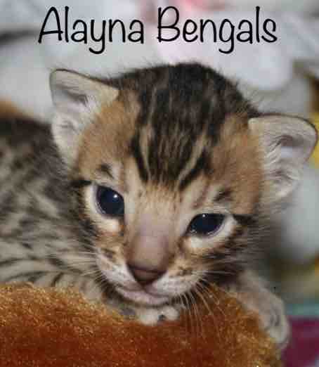 Liberty Bengals - Bengal Kittens For Sale