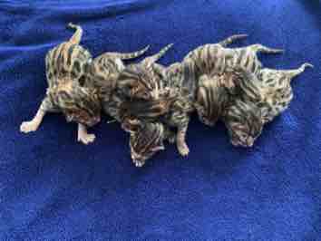 Kittens Bengal Breeders in New Jersey Alayna