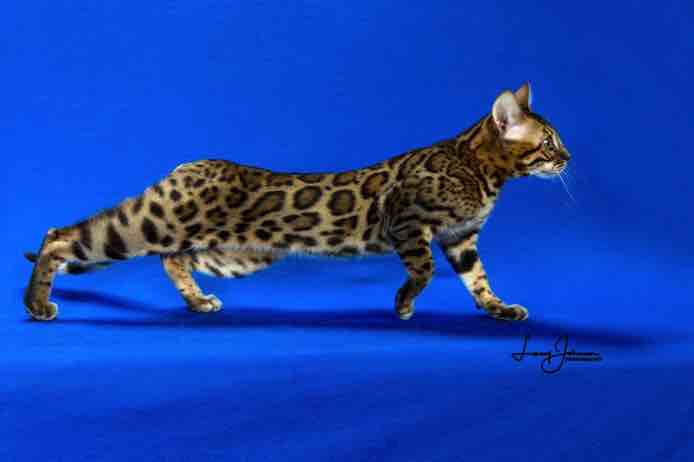 Bengal kitten Newark, NJ  Нow to train a Bengal kitten?