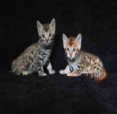 Kittens Bengal Breeders in New Jersey Alayna