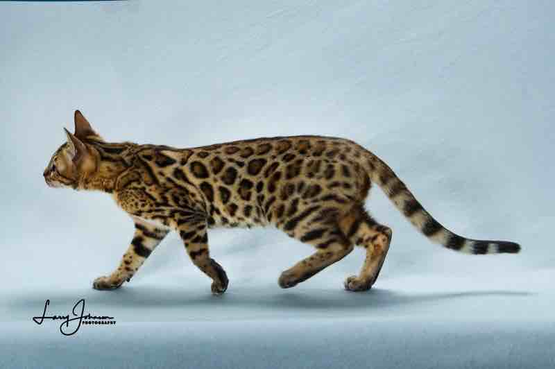 Kittens Bengal Breeders in New Jersey Alayna